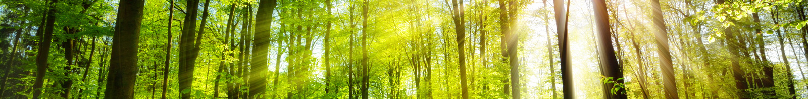 Le Bois de Poumier