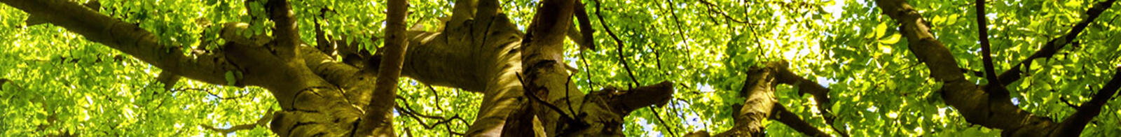 Le Bois de Poumier